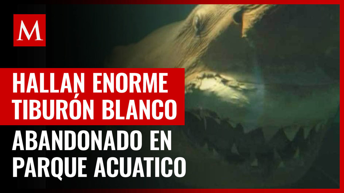 Australia. Hallan increíble tiburón blanco de cinco metros abandonado