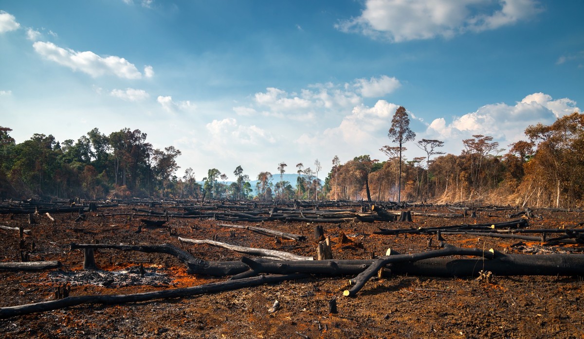 De enero hasta el 28 de mayo de este año, el abate de árboles alcanzó 2 mil 337 km2 en la Amazonía | Shutterstock