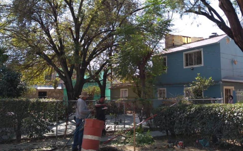 Intervienen en mil 492 árboles enfermos de León