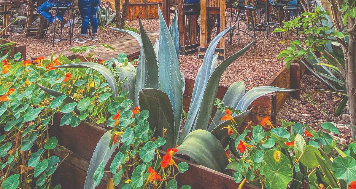 Pulque de agave artesanal | Especial