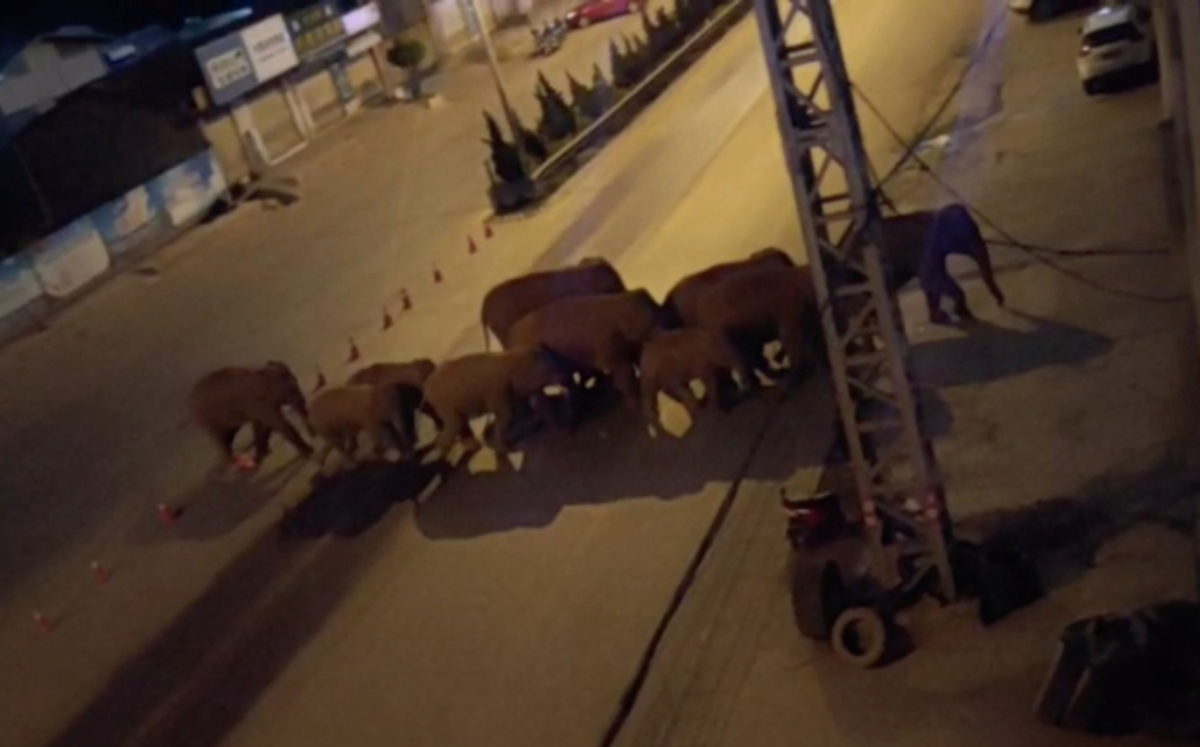 Manada de elefantes en China recorre el suroeste del país (Reuters).