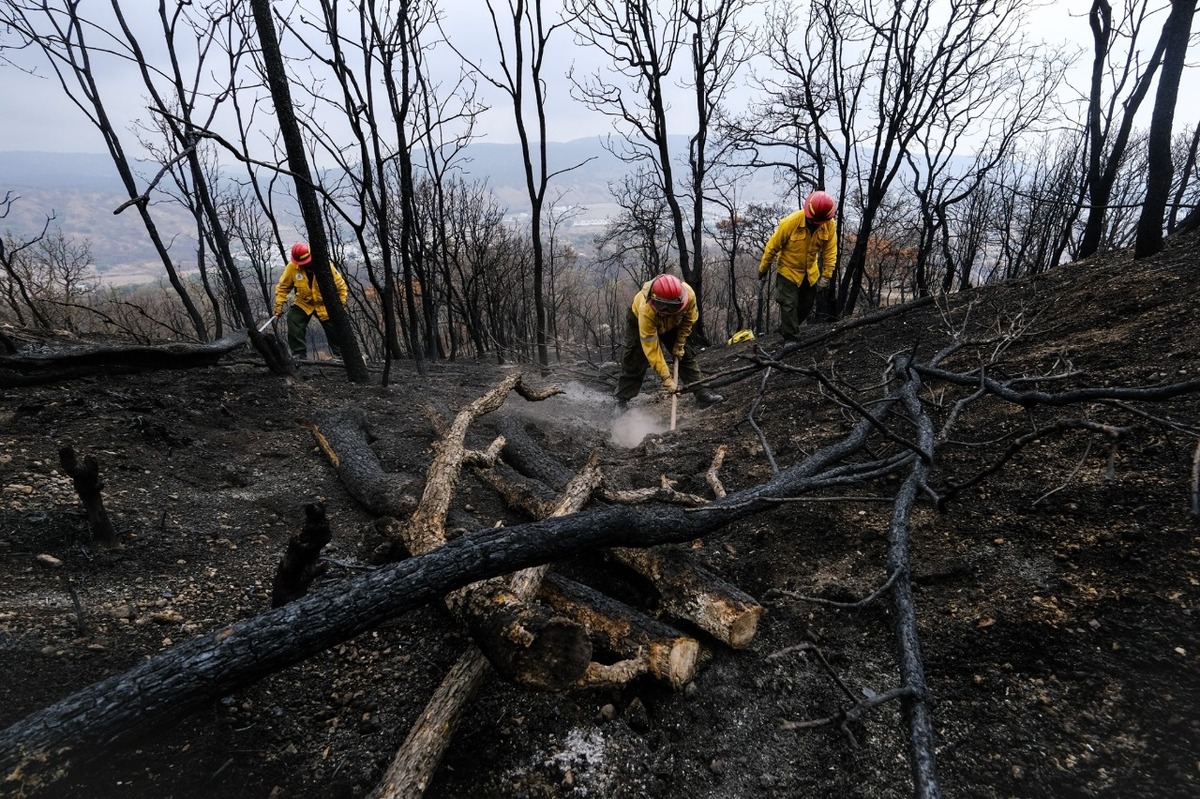 Arrancan acciones de conservación para el bosque La Primavera (Cortesía)