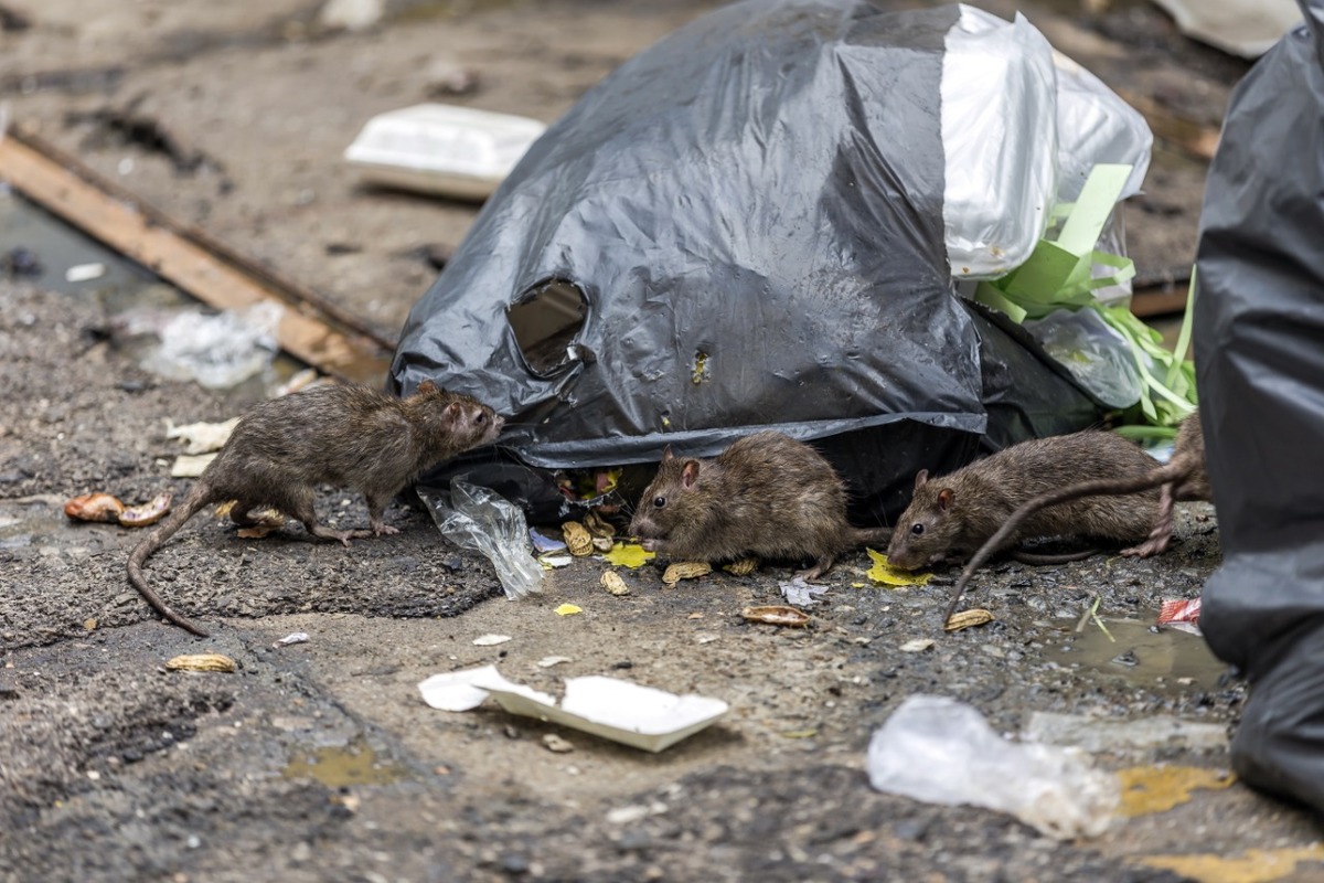 El hantavirus puede provocar consecuencias en el pulmón | Especial
