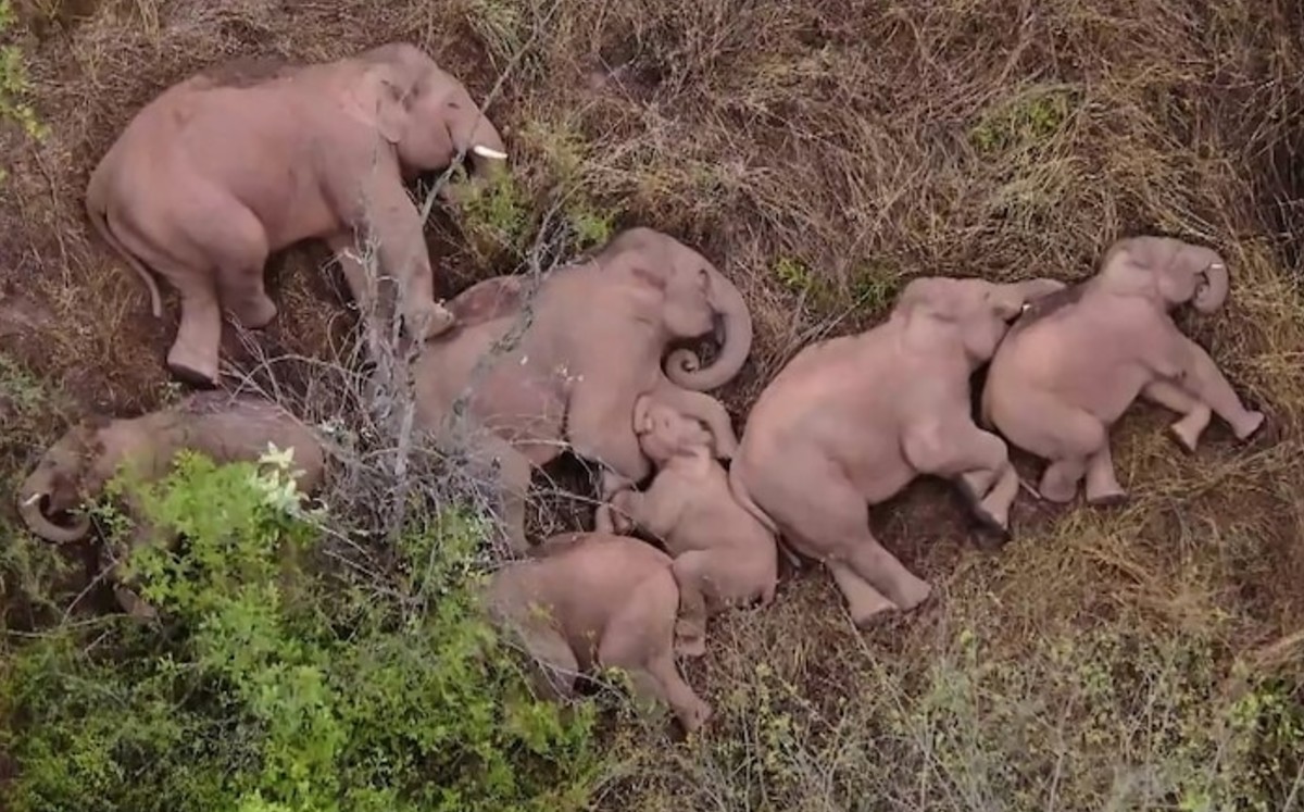 Los elefantes acurrucados en un bosque a las afueras de la capital provincial Kumming. (AFP)