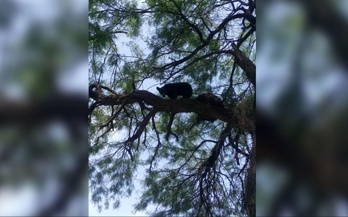 Encuentran oso en un árbol de colonia de Apodaca. Foto: Especial.