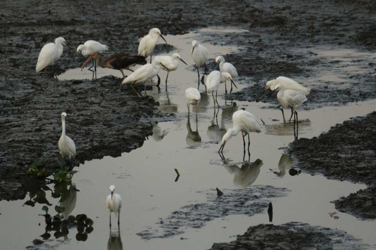 Gaviotas buscan algo para comer entre el lodo y los animales muertos. (Isabel Zamudio)