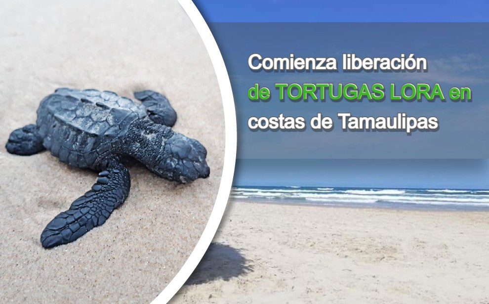 Tortuga Lora