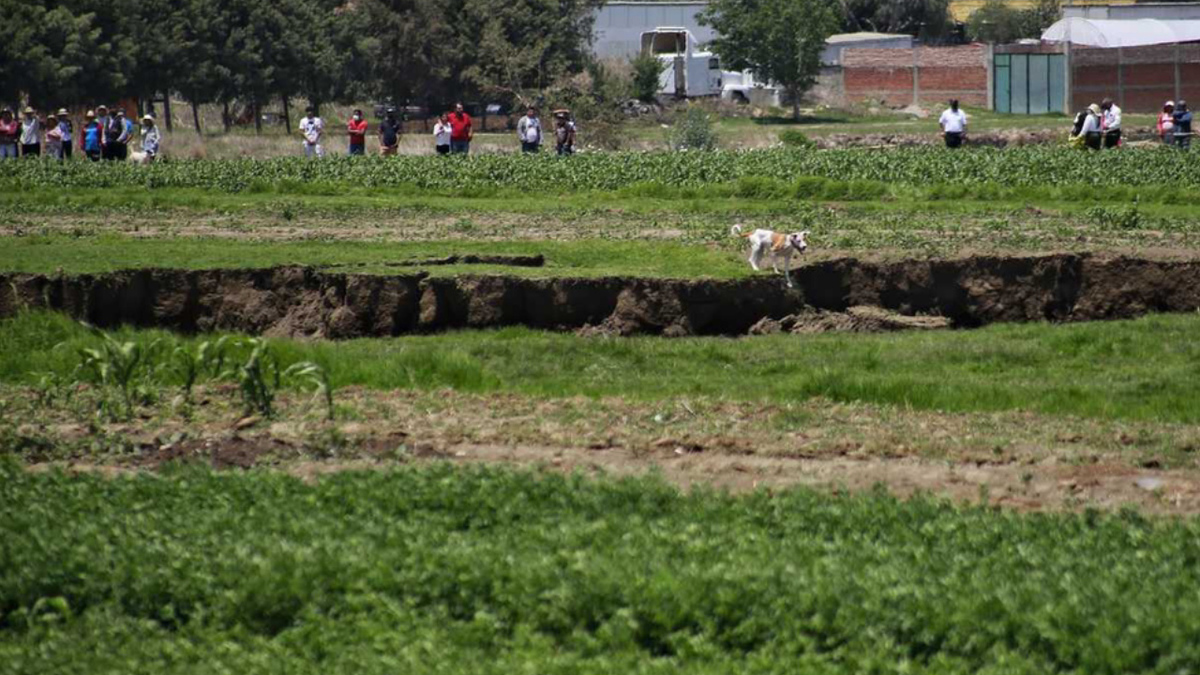 Perro cae al socavón en Puebla; gobierno analiza posible rescate