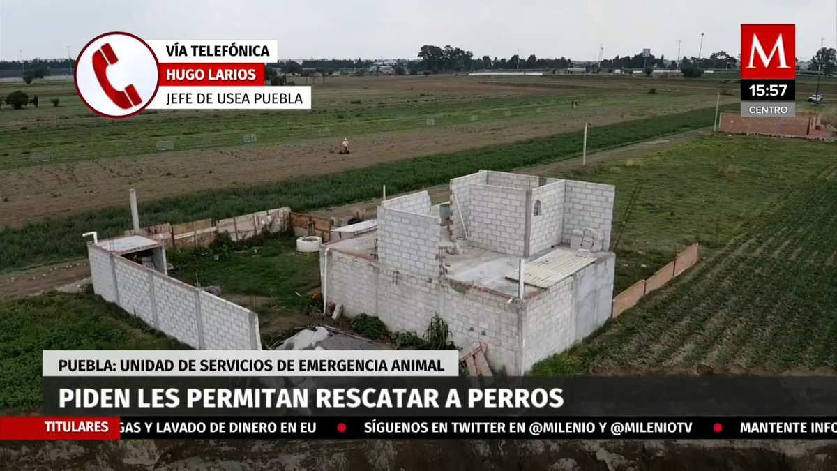 Actualización del rescate de perritos que cayeron en socavón