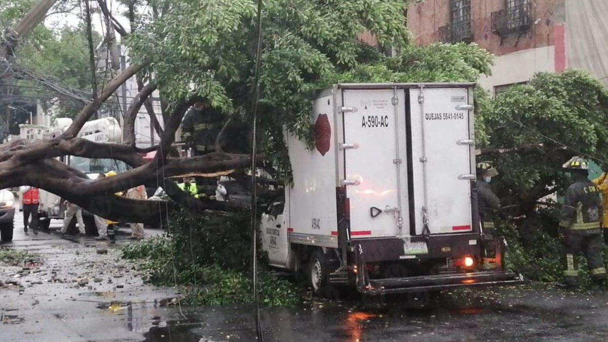 Cae árbol en la Santa María la Ribera tras fuertes lluvias en CdMx