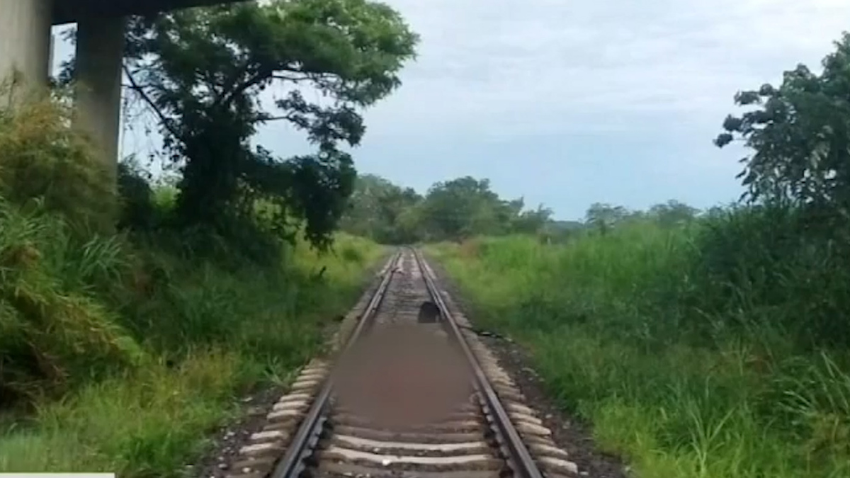 Caen 2 migrantes del tren y pierden extremidades en Veracruz