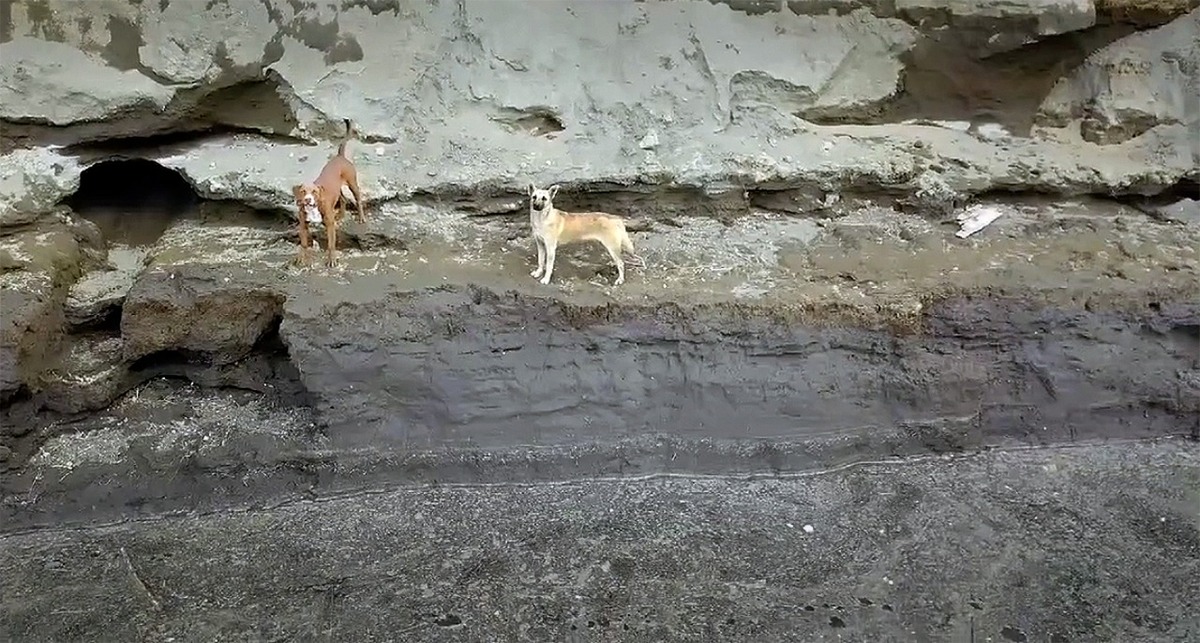 Spay y Lomito al interior del socavón. (Especial)