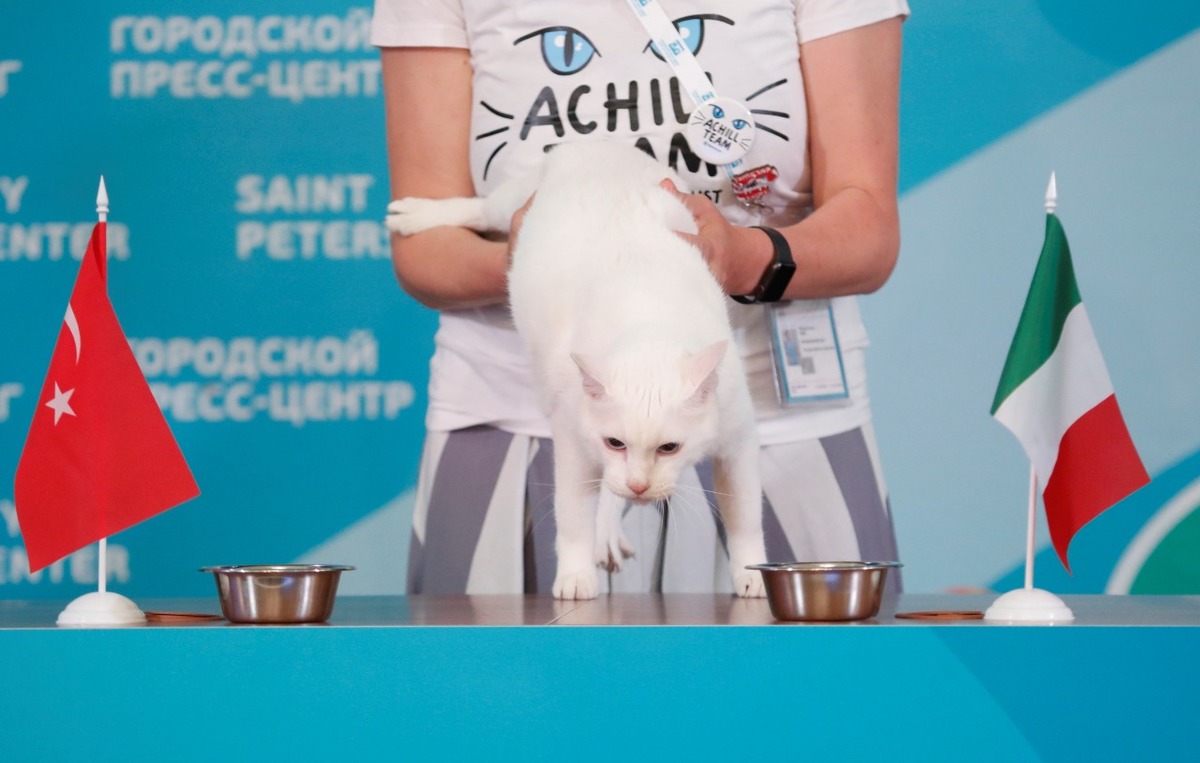 Aquiles, el gato que predice a los ganadores de la Eurocopa (Reuters)