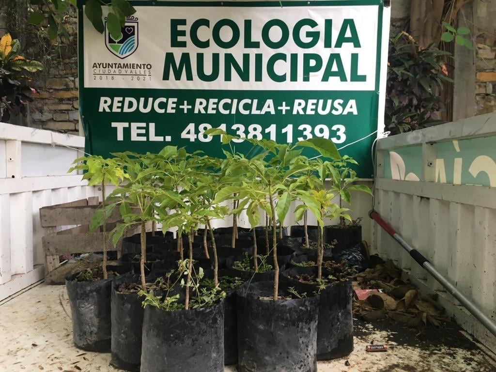 Los donativos de semillas pueden ser de limón, naranja, lima, tanjarina, anona, guanábana, carambola y litche.