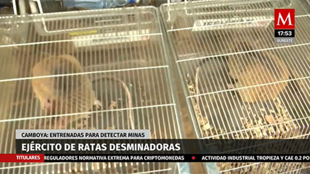 Ejercito de ratas desminadoras en Camboya