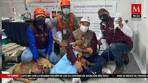 Los perritos del socavón pasaron más de 72 horas atrapados