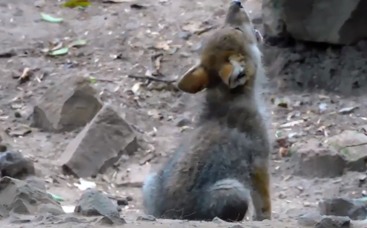 Muestran los primeros aullidos del lobito nacido en Chapultepec. (Especial)