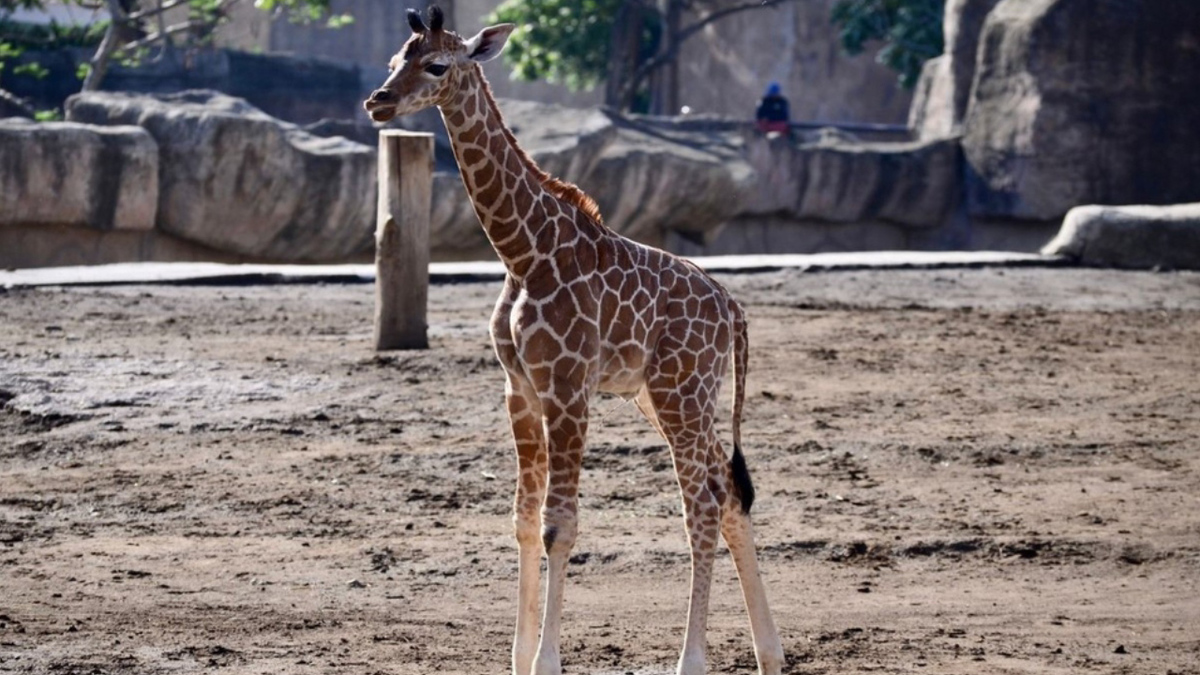 Nace jirafa en Zoológico de San Juan de Aragón en CdMx