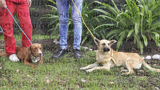Reportan como estables a los perritos Spay y Spike