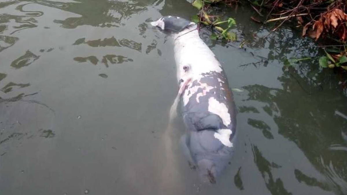 Pescadores denuncian muerte de 7 manatíes en Tabasco