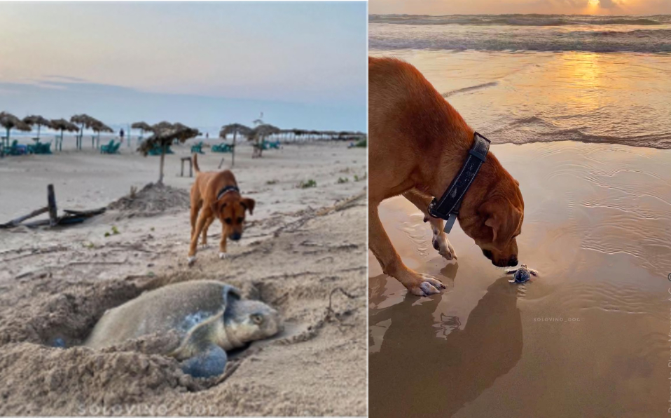 Solovino comparte sus momentos en playa Miramar en Instagram