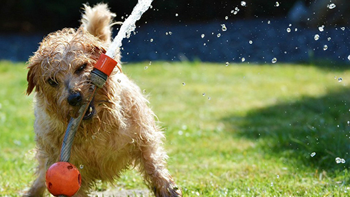 Tips para cuidar a tu mascota del golpe de calor
