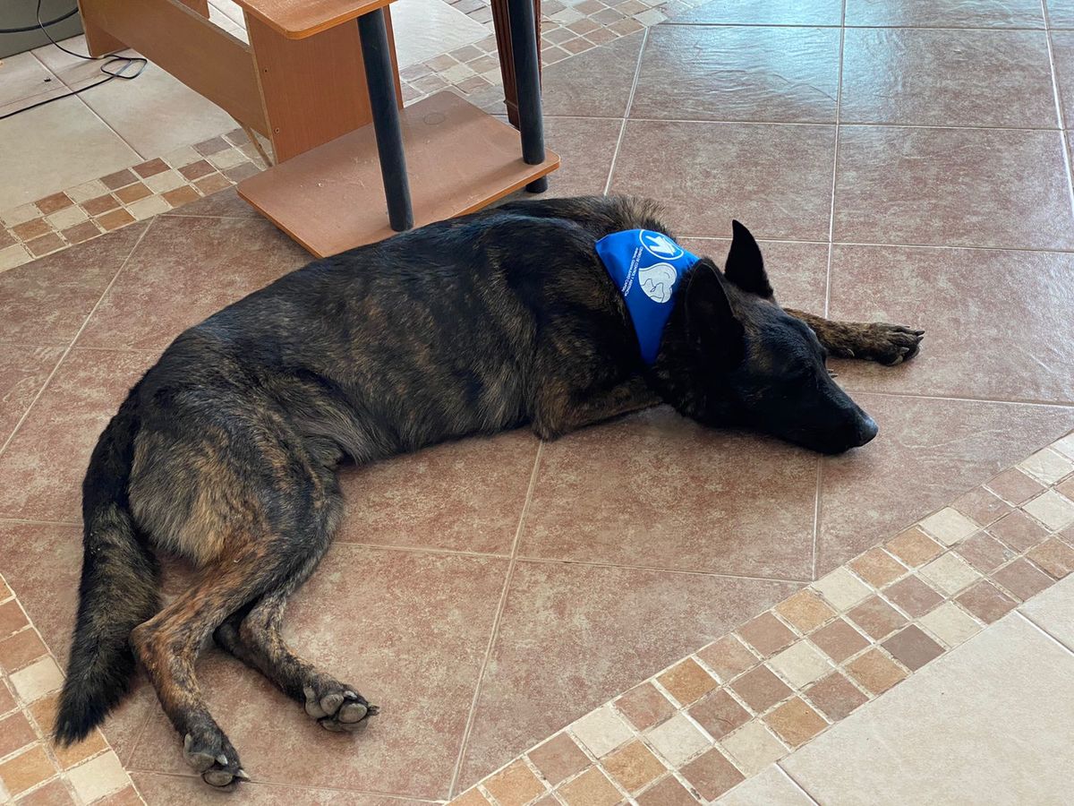 Adopción canina
