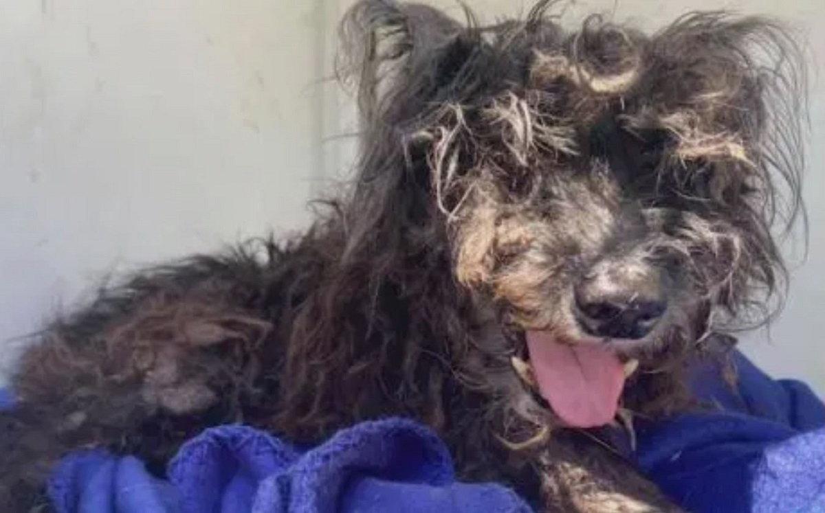 Razzle, perro que desapareció en Arkansas y fue encontrado en California, EU. (Captura de video)