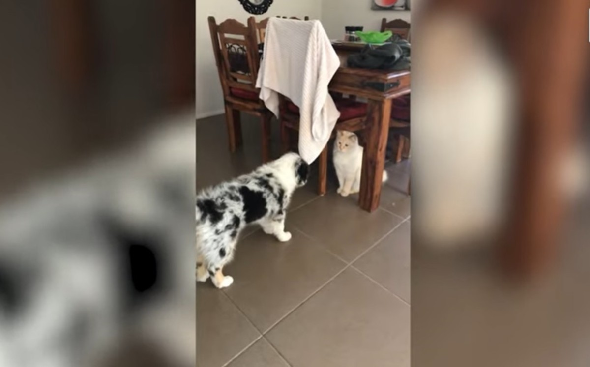 Gato entabla amistad con cachorro que es rechazado (DPA).