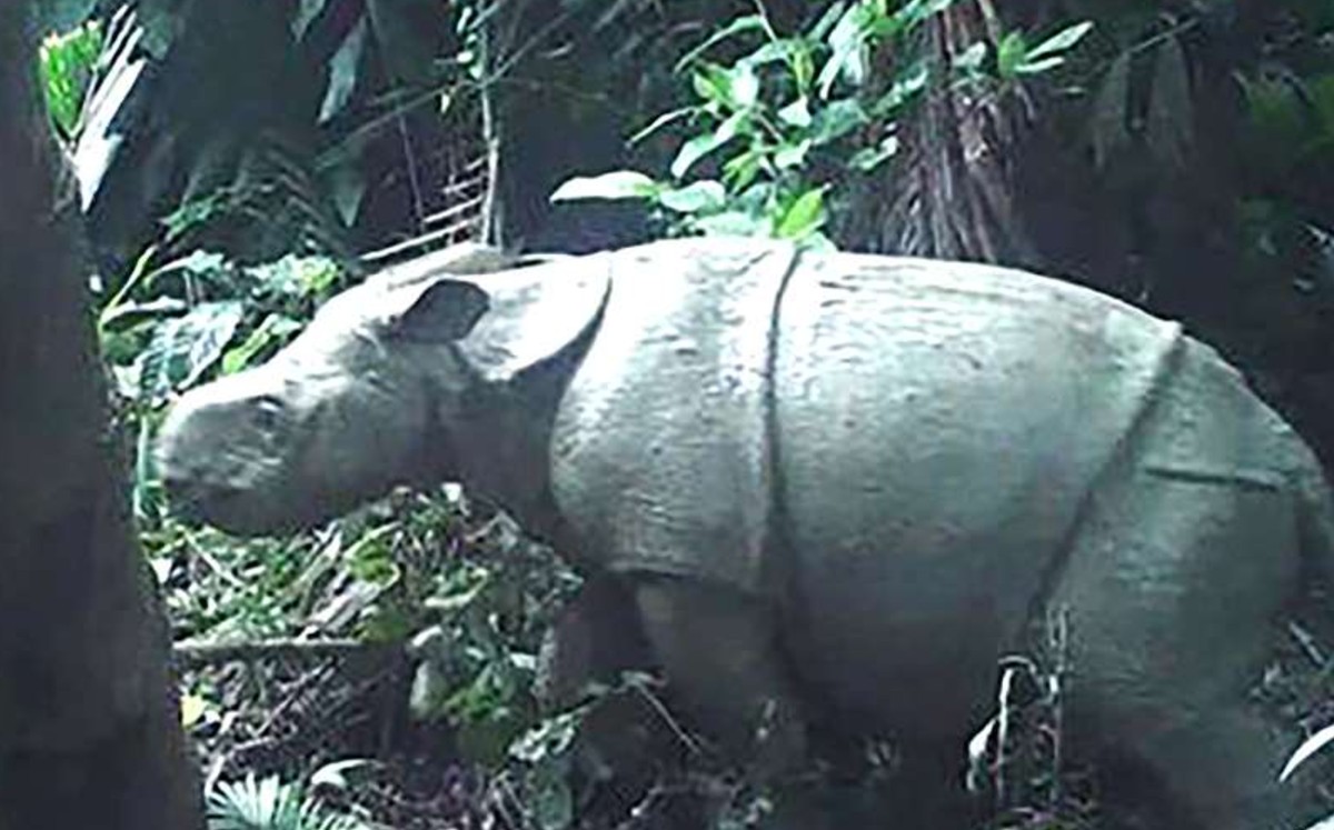 La pareja fue captada en el parque nacional de Ujung Kulon. (AFP)