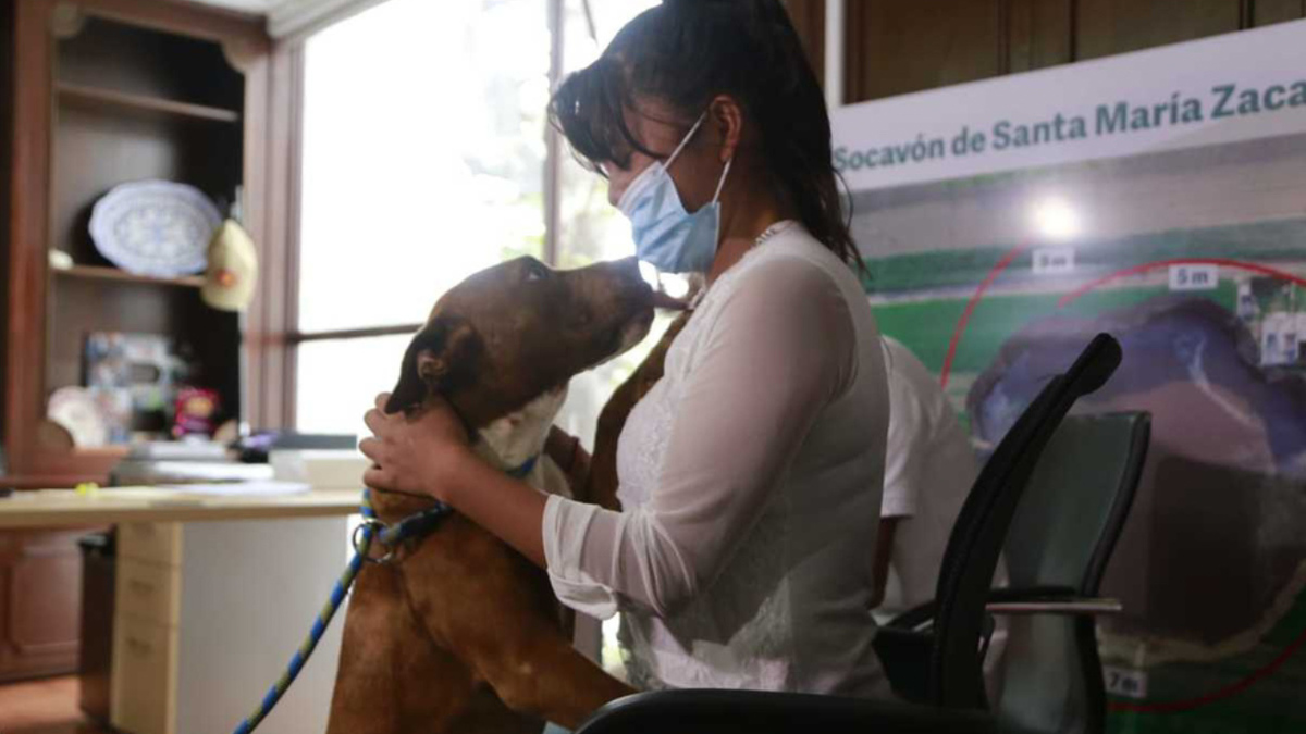 El perrito pitbull que cayó al socavón, se reencuentra con su familia