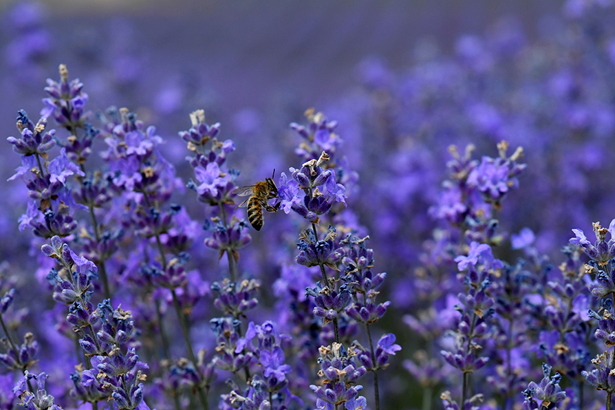 Las abejas polinizan los campos de lavanda para su floración. |Reuters