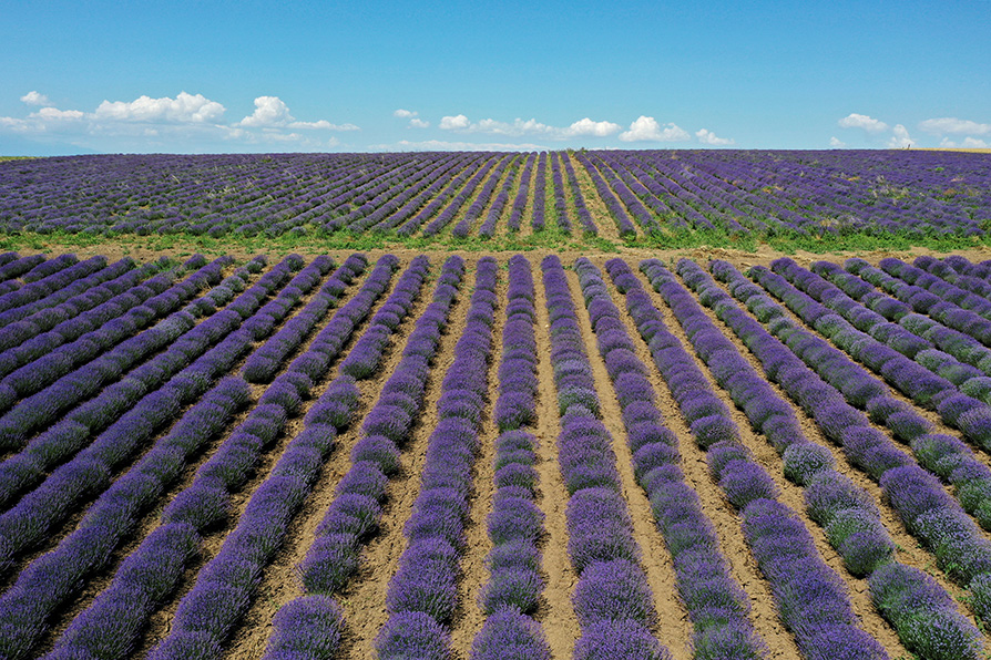 Esta flor se reproduce por sí misma en terrenos secos y rocosos. |Reuters