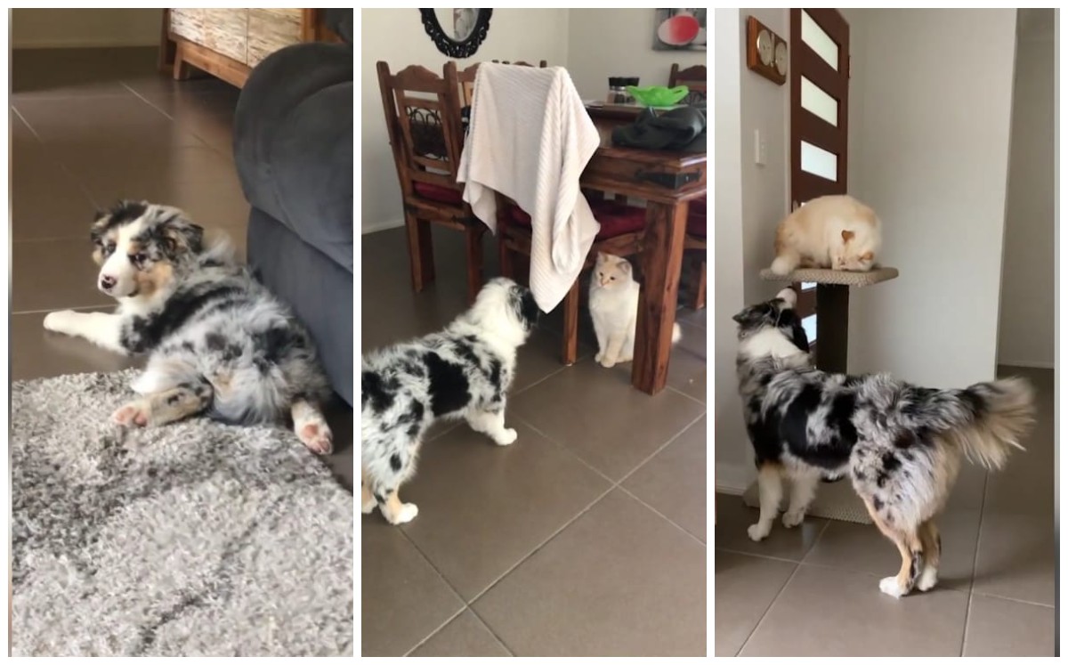 Perrito es rechazado por otros perros y se vuelve amigo de un gato (Captura)
