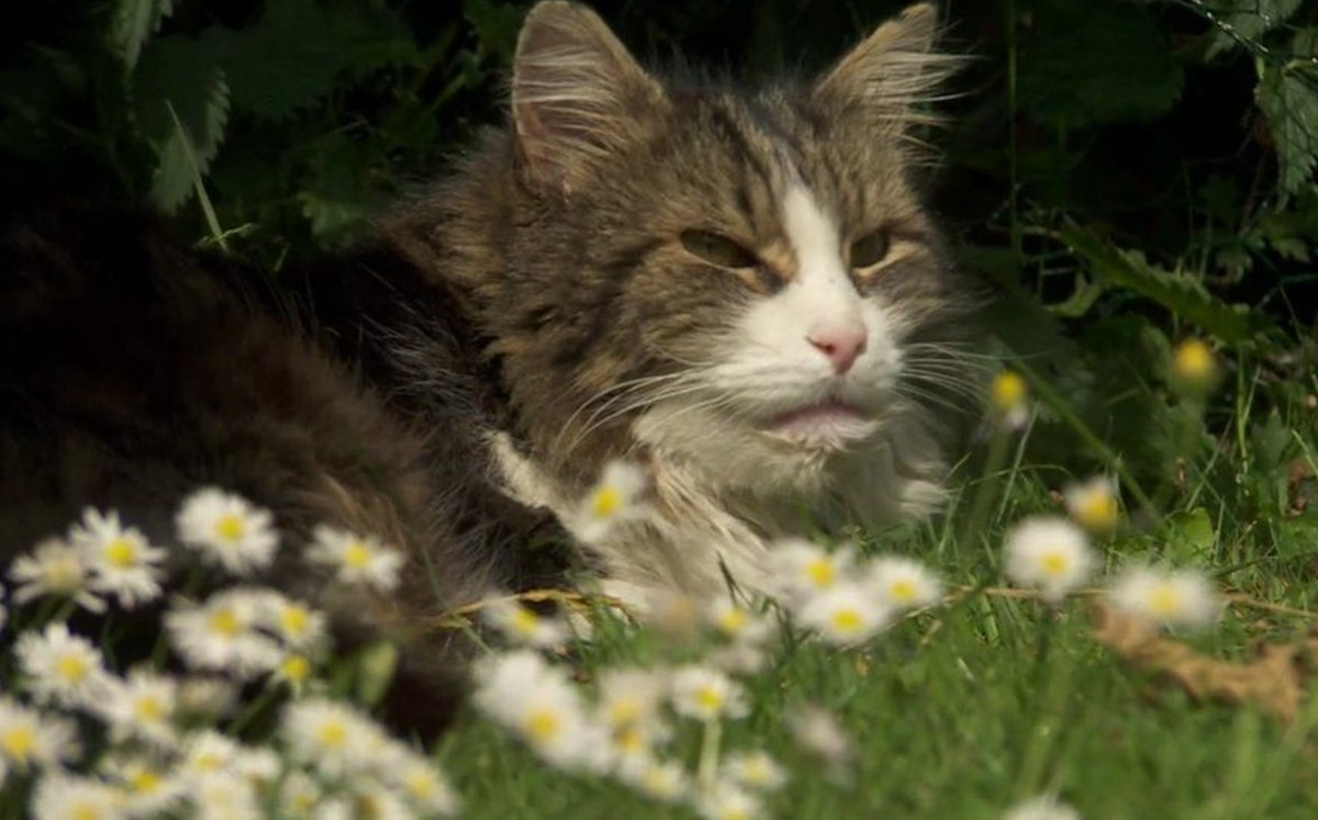 El gato causó un gran conflicto entre la familia (BBC).