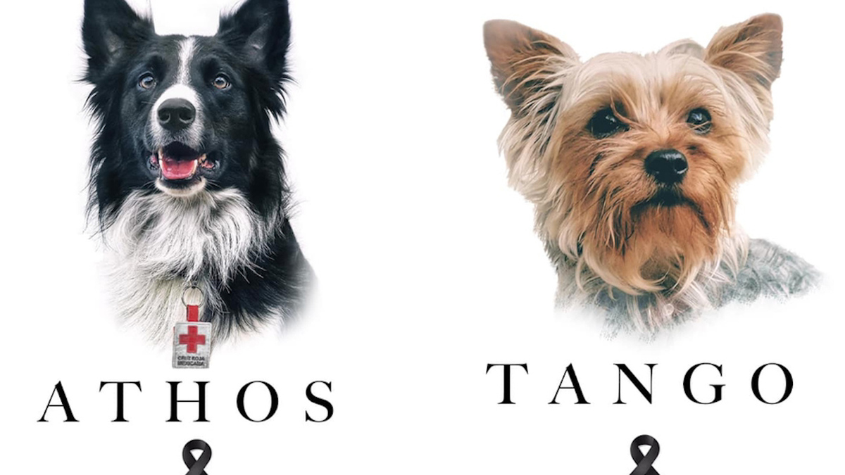 Envenenan a 'Athos' y 'Tango', perros que trabajaban en la Cruz Roja; uno fue rescatista del sismo del 2017