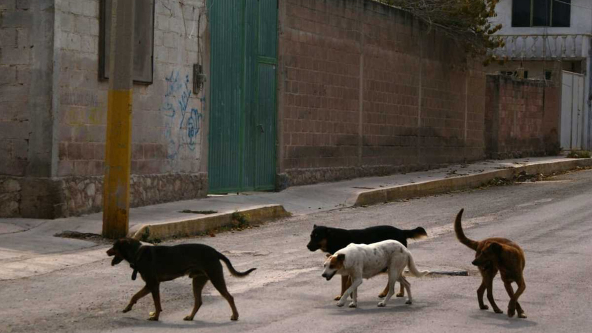 En Oaxaca, chofer atropella a perro y le retiran la licencia