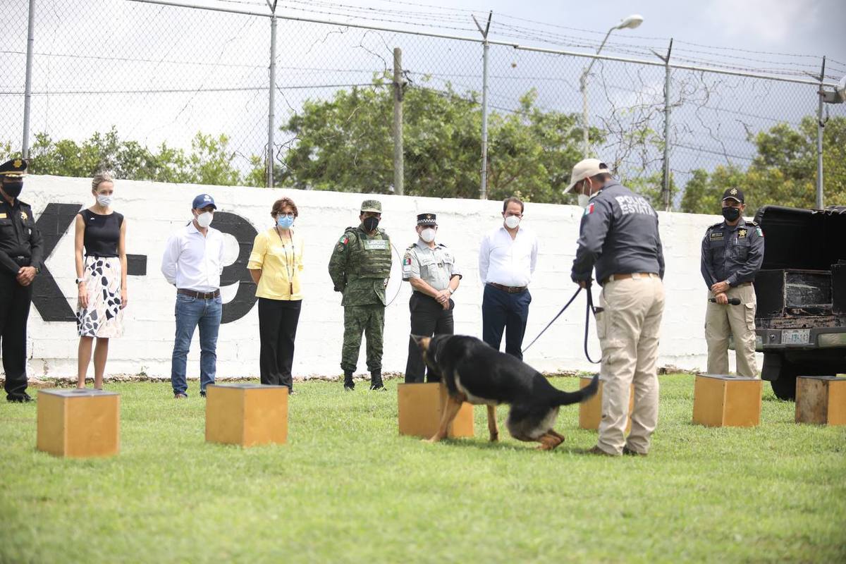 Hocky y Kadet son nuevos integrantes de la Secretaría de Seguirdad Pública, capaces de detectar pacientes con covid-19. (Milenio Digital)