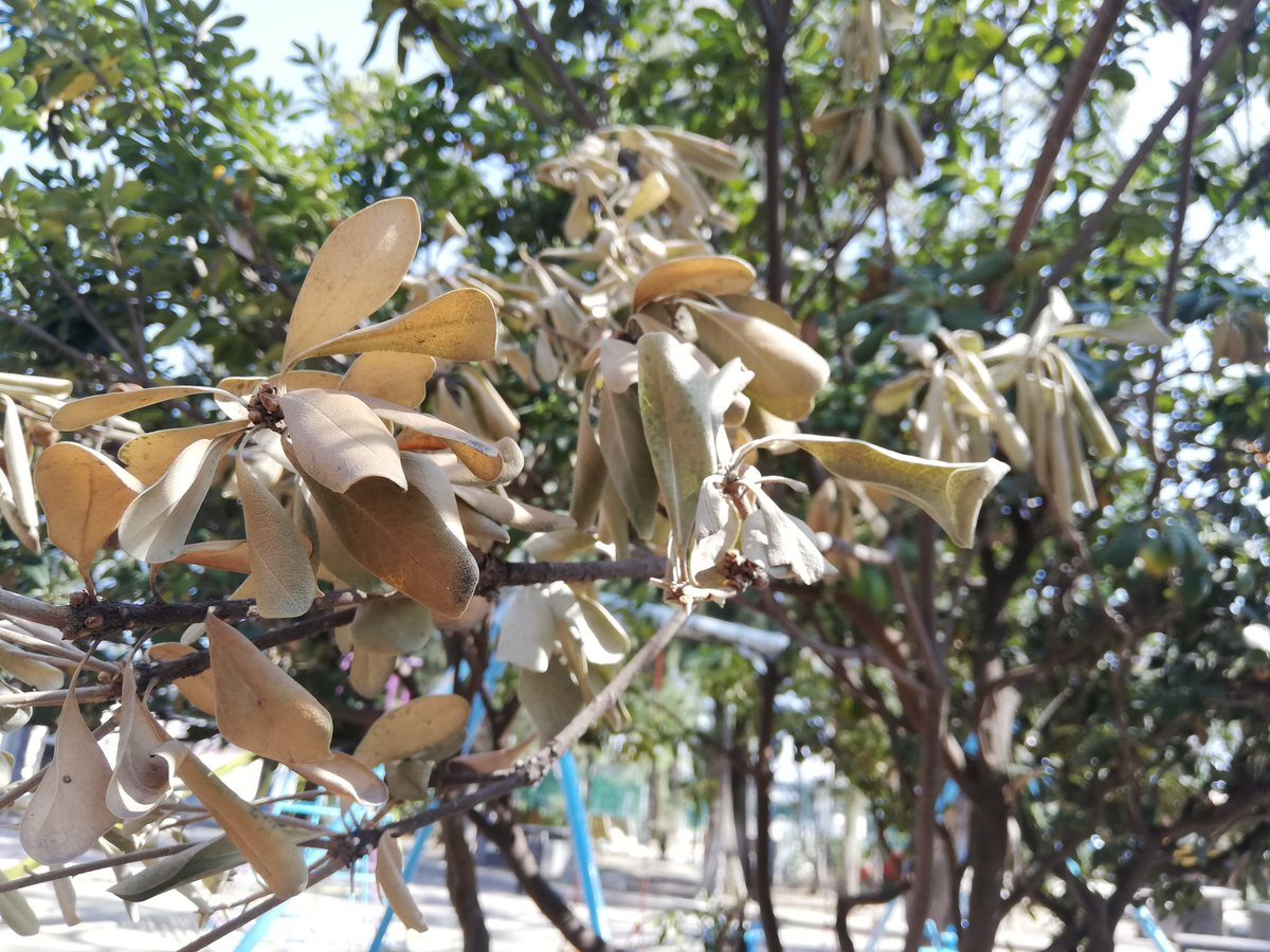 En Parque Hidalgo de León 70% de los árboles tienen muérdago. Foto: Dany Béjar.