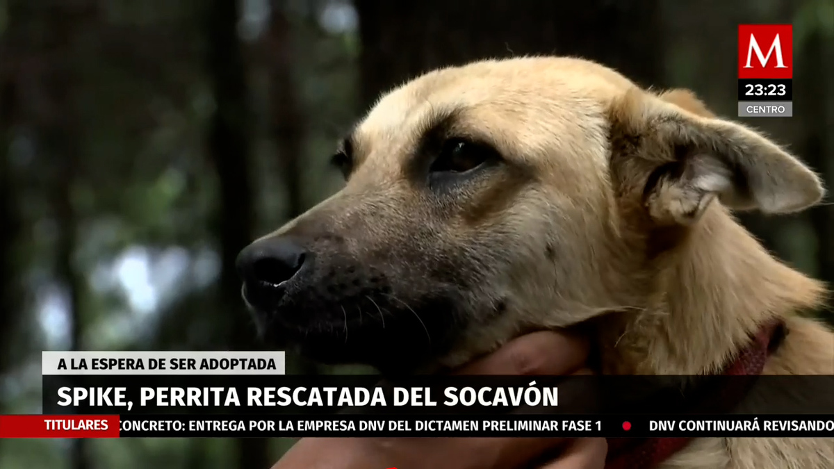 Spike, perrita rescatada del socavón a la espera de ser adoptada