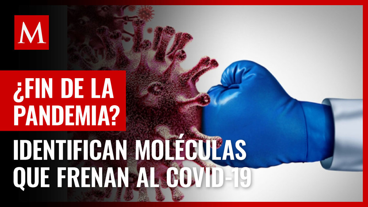 Coronavirus. Identifican moléculas frenan entrada del covid en células