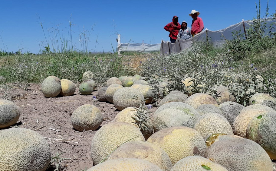 Coahuila. Productores laguneros pierden toneladas de Melón- Grupo Milenio