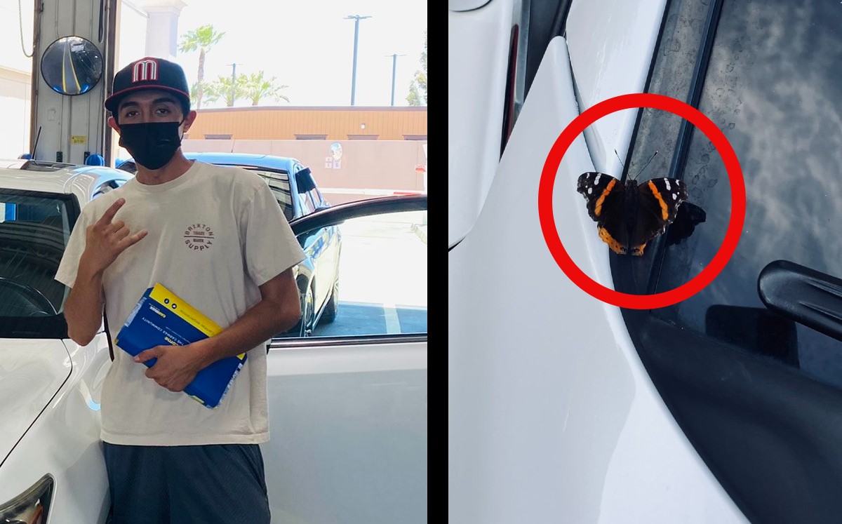 Joven asegura que su madre muerta se manifestó en forma de mariposa. (Especial)