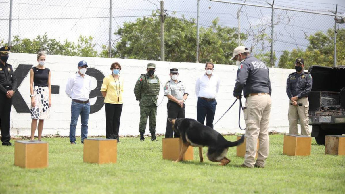 Yucatán adquiere dos perros para la detección de covid-19