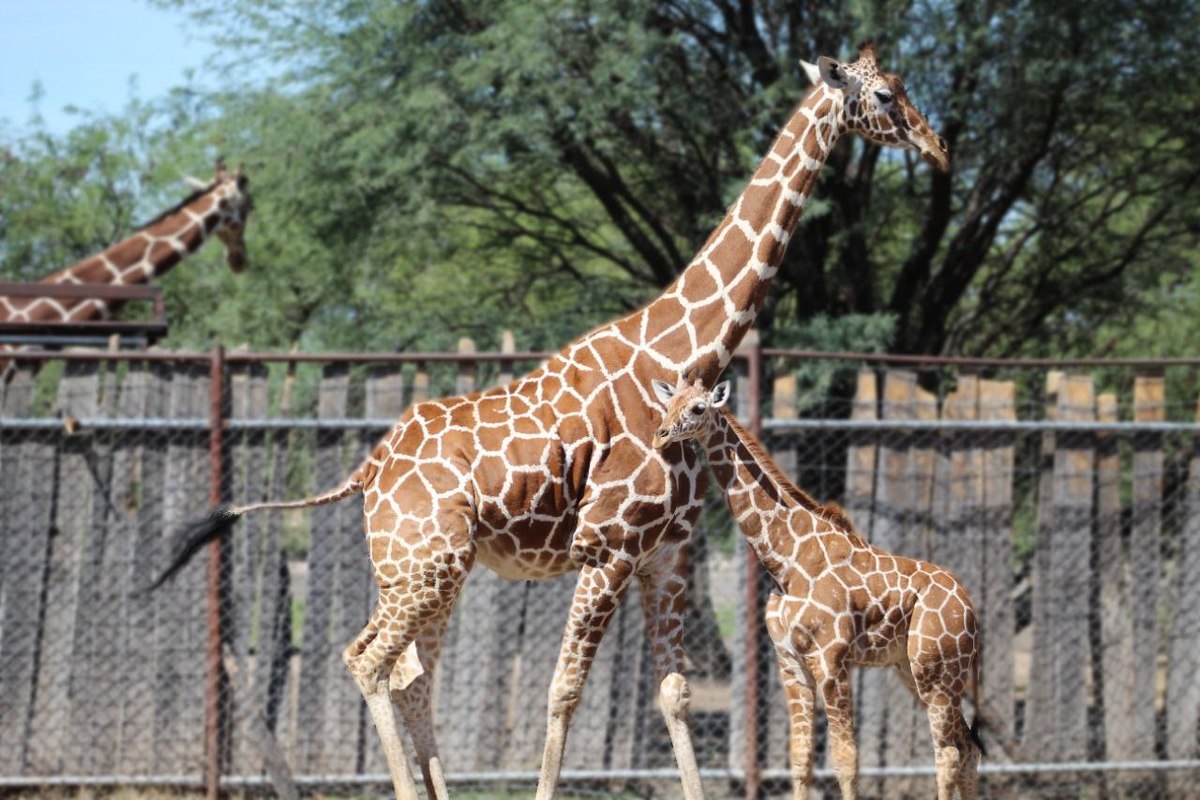 Zoológico de León alberga 11 ejemplares de jirafa reticular