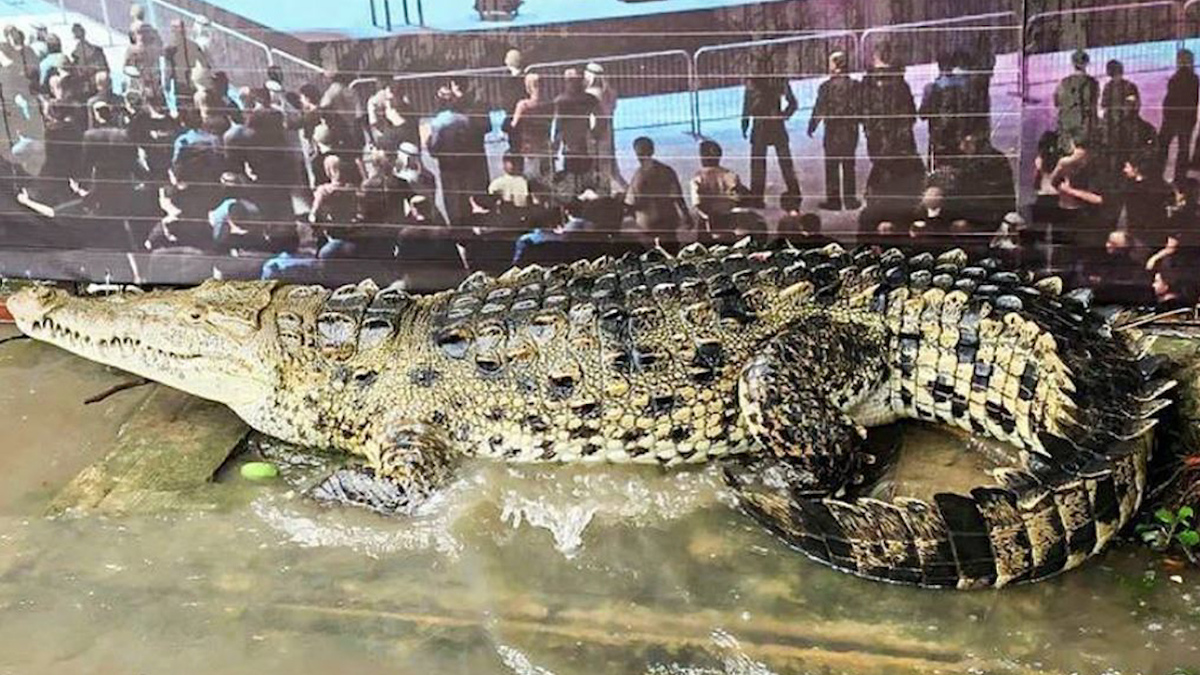 Aparece cocodrilo de 2.5 metros en zona turística de Acapulco