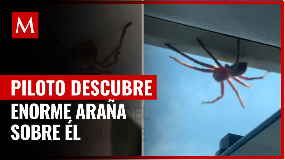 Piloto descubre enorme araña sobre él en pleno aterrizaje