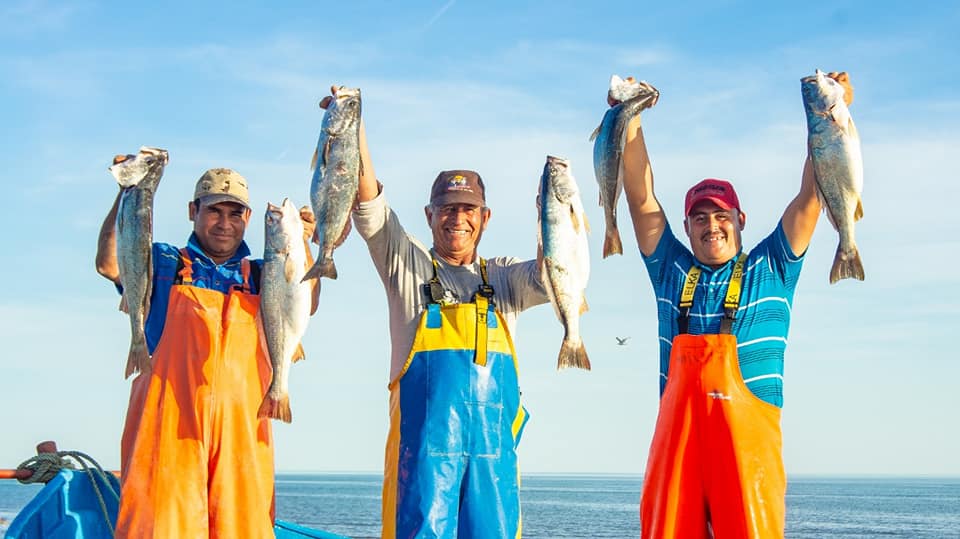 Pesca de especies regresa al Golfo de México.