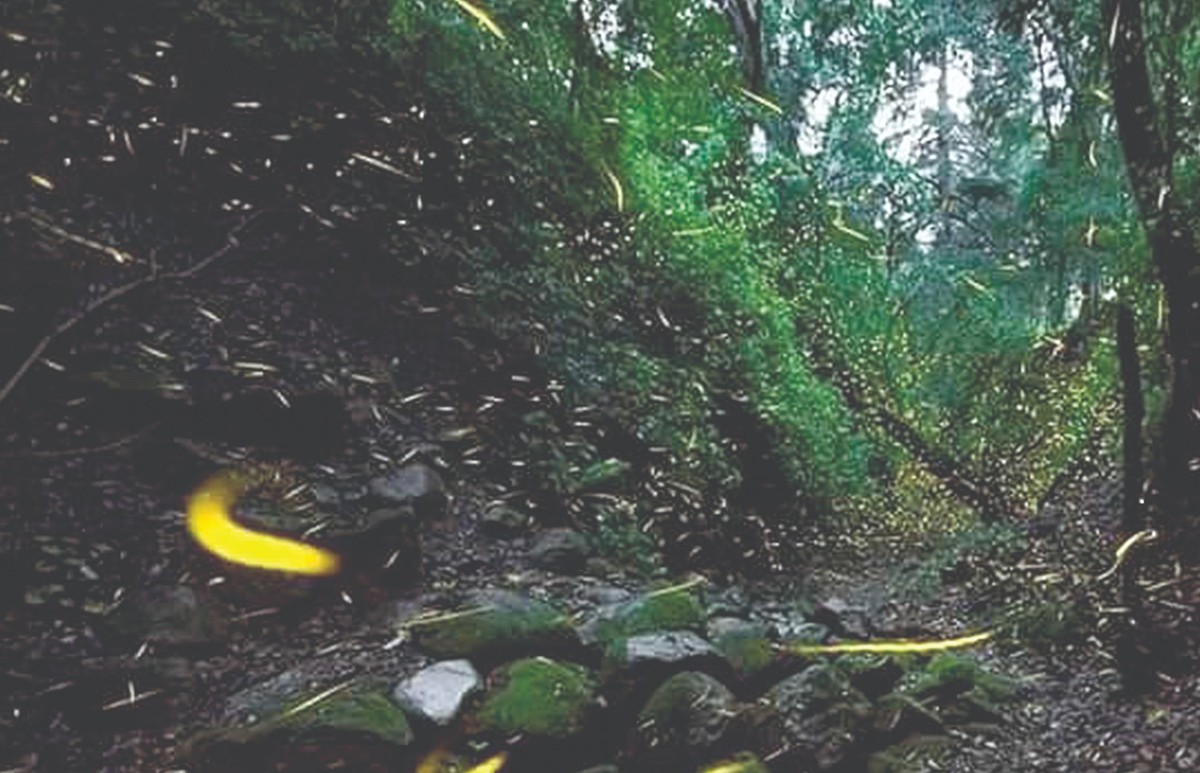 Reactivaron sus recorridos en el Bosque Esmeralda, Bosque Del Valle y Chalma Teplaltolulco. (Especial)