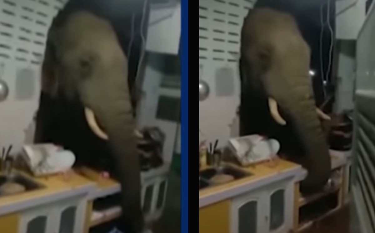 Elefante destruye pared para comer arroz. (Especial)